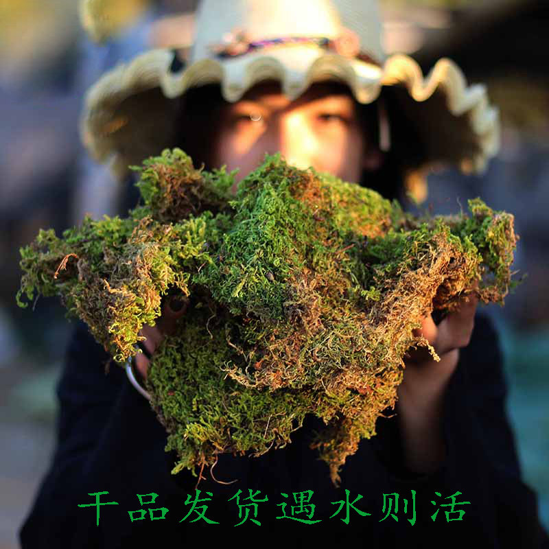 青苔干水苔藓微景观铺面植物多肉石斛兰花山乌龟专用营养土微盆景