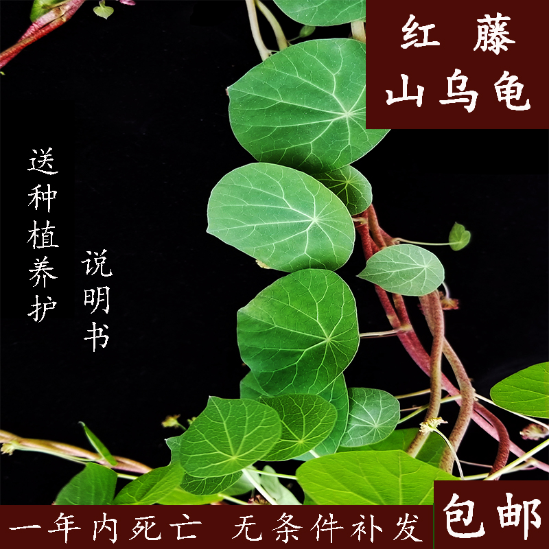 直播红藤山乌龟金不换根块植物