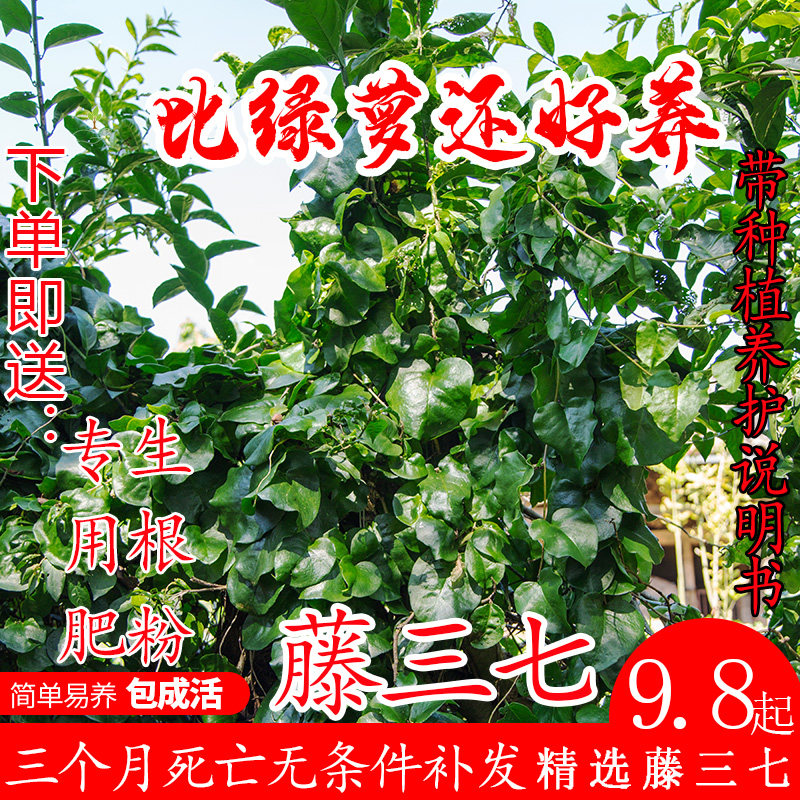 云南藤三七植物块食药用土田七盆景根茎室外易活花卉爬藤绿植盆栽,鲜花速递/花卉仿真/绿植园艺,绿植,淘宝优惠券,粉丝福利购,淘宝优惠卷