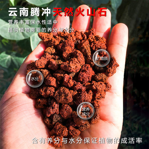 腾冲火山石颗粒兰花多肉铺面专用