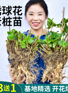 绣球花老桩无尽夏18年精品大苗庭院阳台盆栽八仙花变色大花球易活