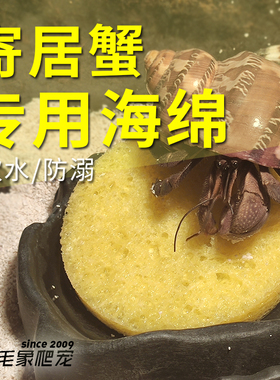 寄居蟹专用海绵天然海绵饮水器防溺水zoomed观赏蟹寄居蟹专用