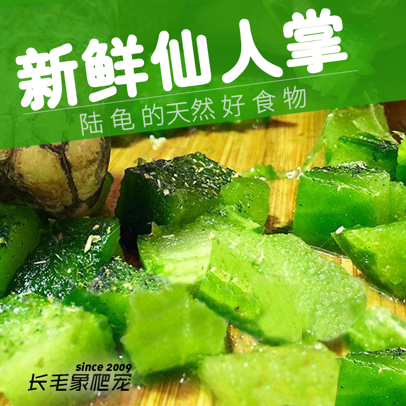 天然新鲜多肉仙人掌陆龟食物无药