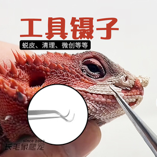 鬃狮守宫蜥蜴蛇蜕皮辅助工具镊子弯头钩子身体清洁尖头不锈钢镊子