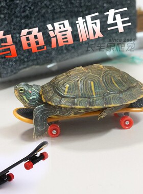 乌龟滑板车mini迷你手指滑板车抖音同款小号大号鹦鹉玩具训练滑板