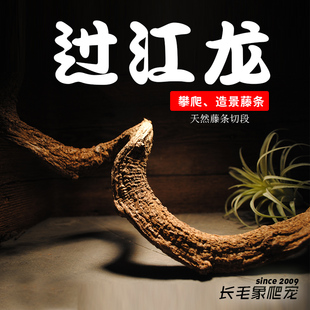 天然藤条爬虫饲养箱造景过江龙爬宠守宫蛇蟒蜥寄居蟹蜴攀爬树枝