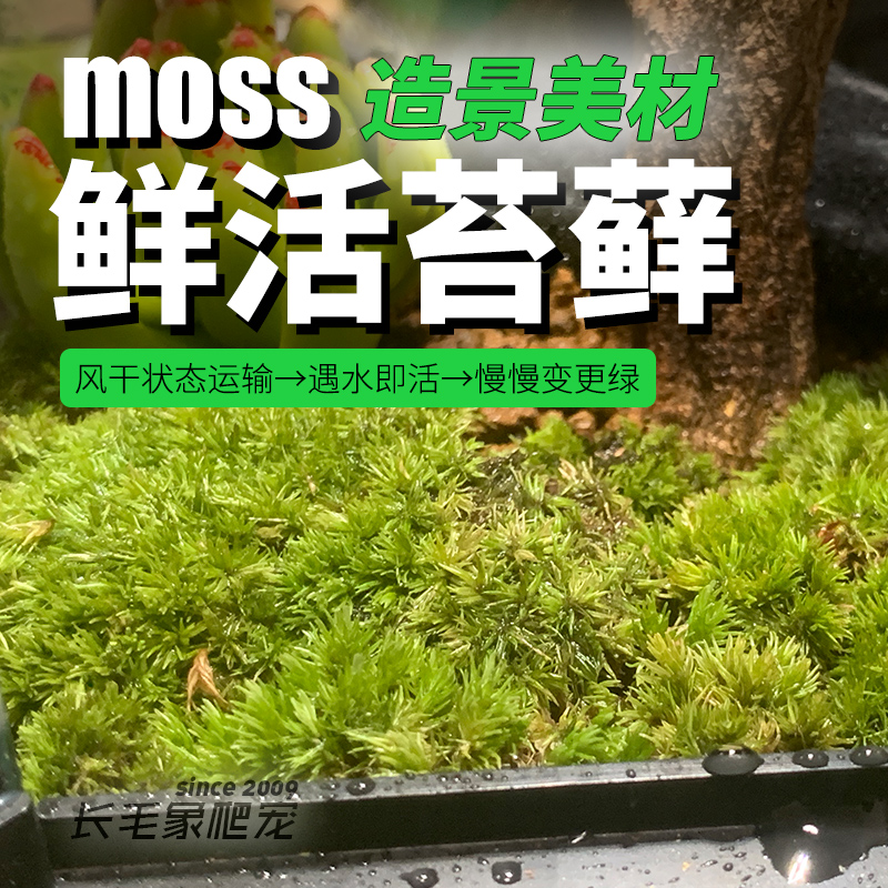爬虫雨林缸造景鲜活苔藓