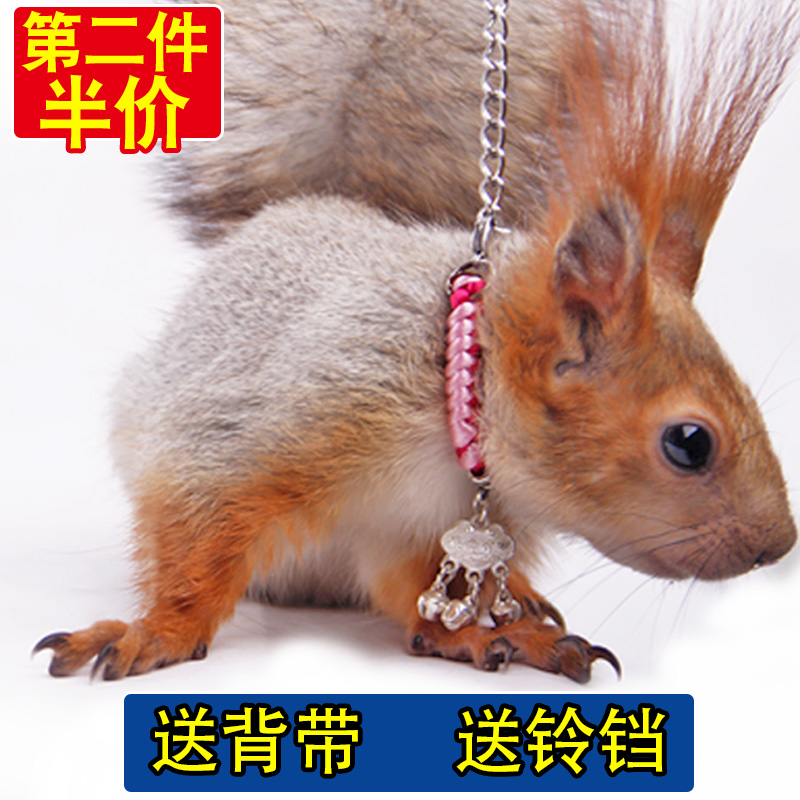 松鼠牵引绳背带项圈小铃铛分体链子三件套松鼠外出互动用品绳子