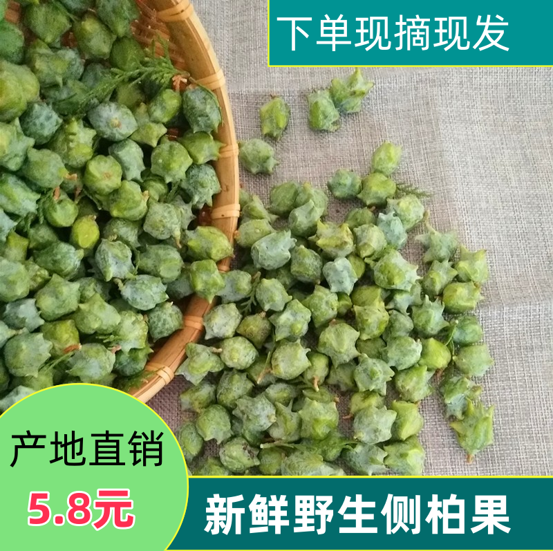 新鲜野生香柏果柏树籽柏侧柏叶籽扁柏籽泡酒做香料填枕头护发现摘