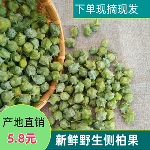 新鲜野生香柏果柏树籽柏侧柏叶籽扁柏籽泡酒做香料填枕头护发现摘