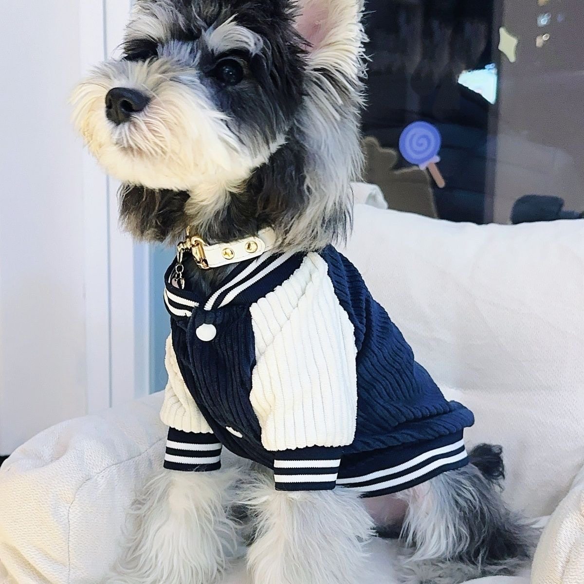 狗狗衣服棒球服夹克泰迪小型犬宠物猫咪保暖衣风网红款狗狗秋冬装,宠物/宠物食品及用品,狗宠物服装/雨衣,淘宝优惠券,粉丝福利购,淘宝优惠卷