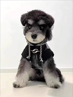 春秋冬款宠物小狗狗猫咪衣服连帽卫衣渐变色马尔济斯比熊泰迪甜酷