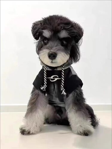 春秋冬款宠物小狗狗猫咪衣服连帽卫衣渐变色马尔济斯比熊泰迪甜酷