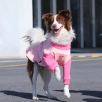 Big dog clothes for autumn and winter with fleece and thickening, golden Retriever pink clothes, border Collie, Labrador, German Shepherd, festive medium and large ones thumbnail 2