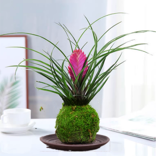 苔藓球绿植长寿花白掌水培花卉发财树绿萝盆栽室内阳台办公室绿植