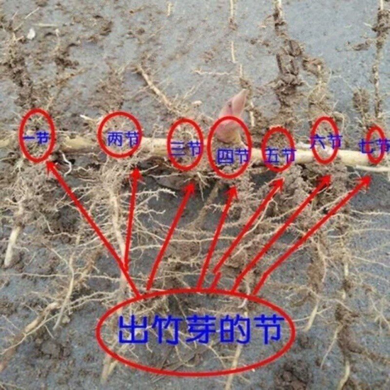 庭院植物竹苗紫竹楠竹早园竹罗汉
