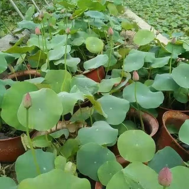 大型荷花原土原盆盆栽荷花景区公园庭院