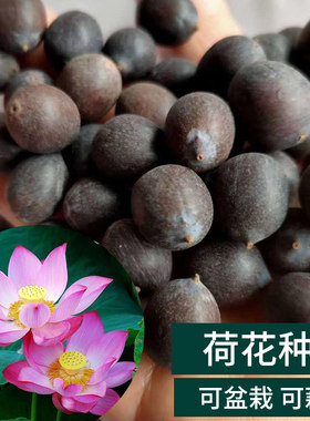荷花种子水培养植物绿植花卉四季