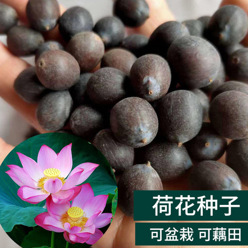 荷花种子水培养植物绿植花卉四季