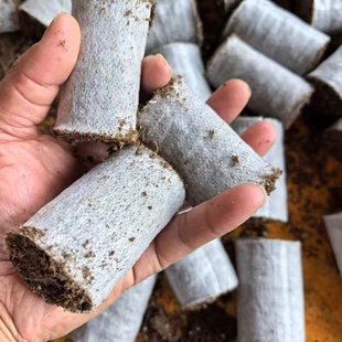 无纺布育苗杯三角梅扦插专用基质月季扦插专用基质营养土育苗纸钵