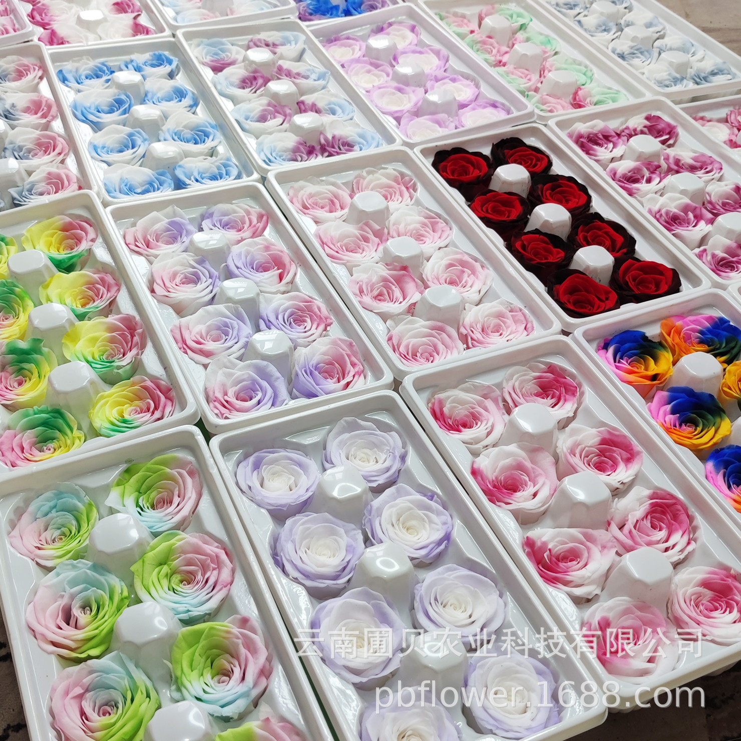 花者工厂永生花七彩色渐变色玫瑰4-5cmA级多色源头批发多色渐变