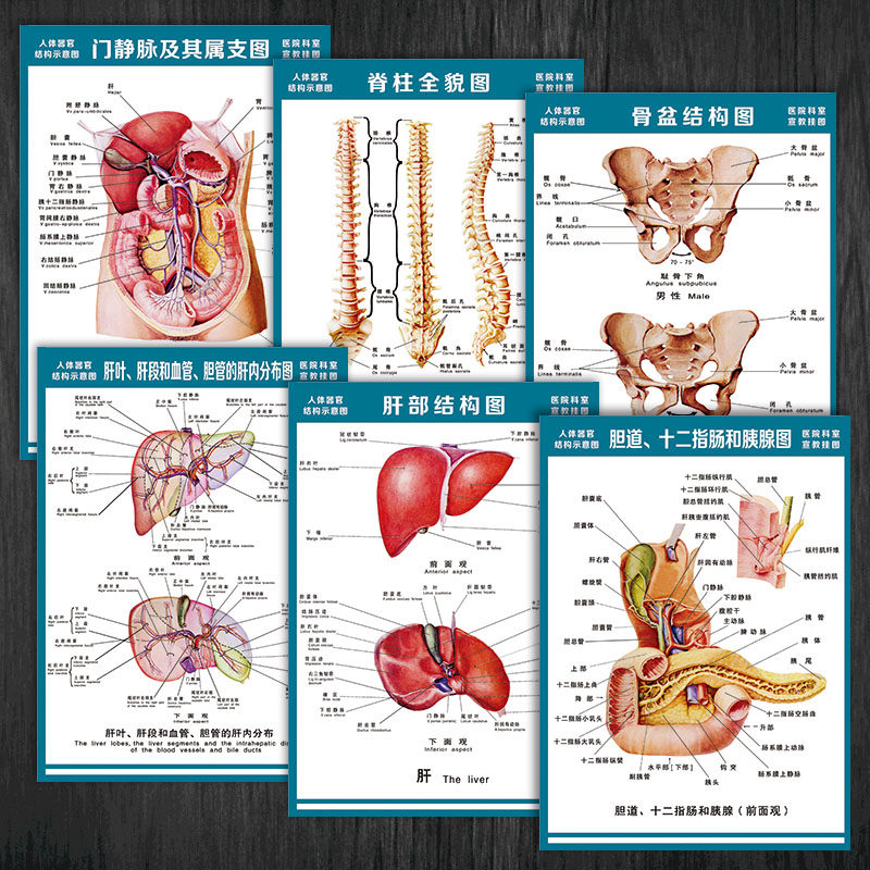 人体结构解剖图乳房矢状断横式图血管盆骨宣传画挂图墙贴纸wsa51
