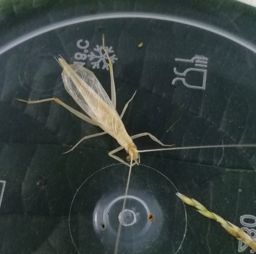 柬埔寨竹蛉个大翅宽个头  特色爬宠鸣虫  包邮