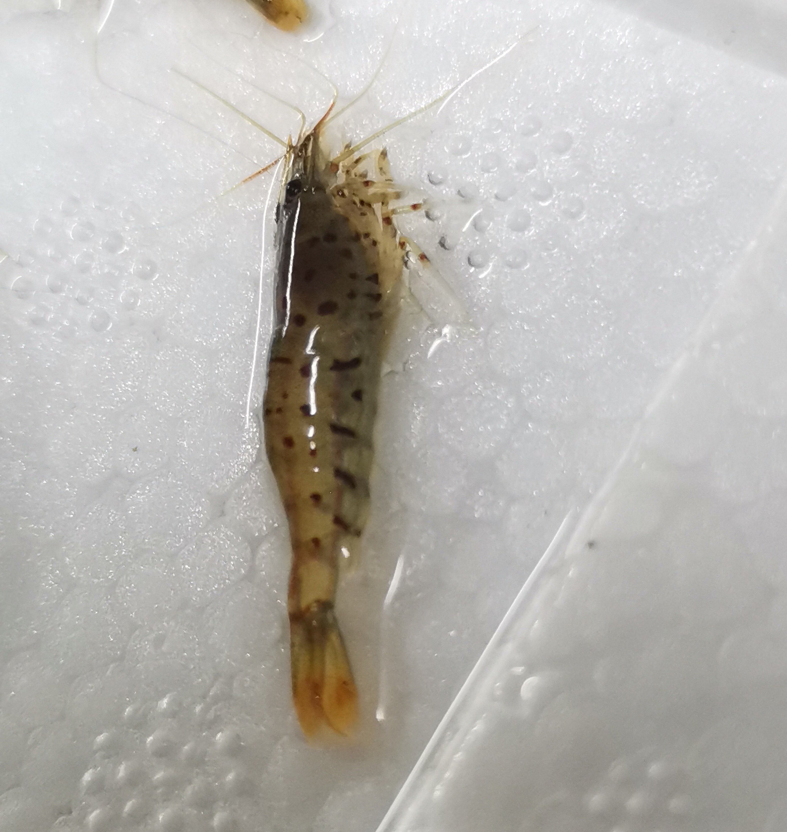 溪涧虾星点珍珠虾蓝宝石水晶虾虎纹虾淡水观赏虾水草除藻工具虾