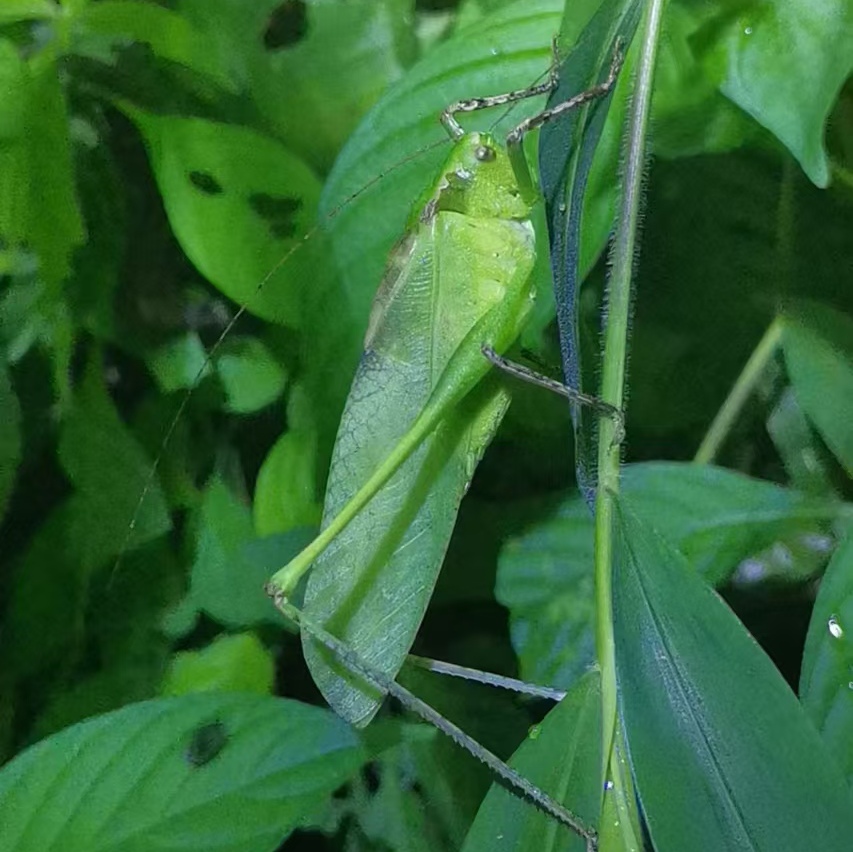 狭翅纺织娘 特色鸣虫昆虫爬宠 窄翅纺织娘活体成虫包邮
