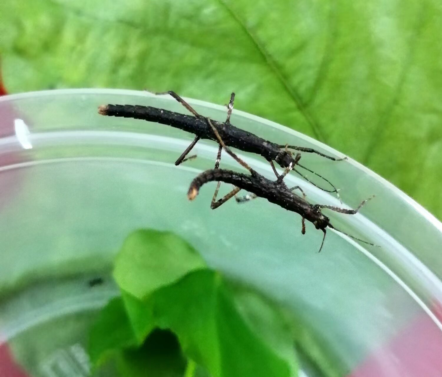 爬宠昆虫新棘竹节虫活体温顺无毒可上手爬虫科普教学三只以上包邮