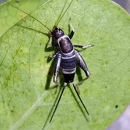 锤须奥蟋山仙子 特色鸣虫彩虹虎甲 蛉魁癞蟋科鳞甲虫爬宠送饲养盒
