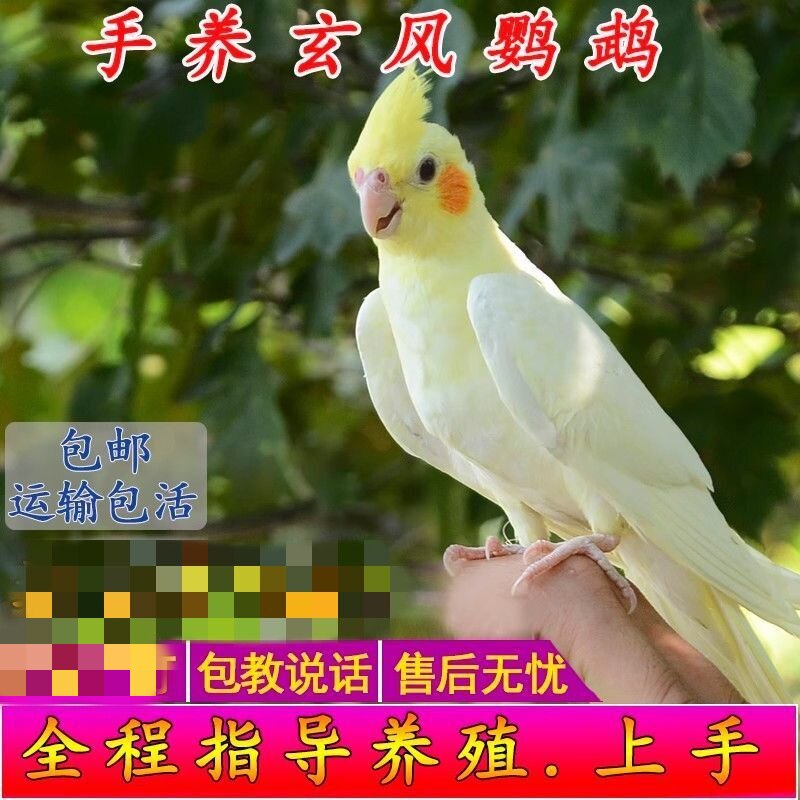 宠物观赏鸟鹦鹉活鸟玄风高颜值活物好养省心运输包活健康会说话