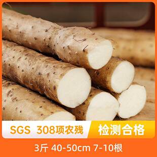 辰颐物语蠡县小白嘴山药新鲜蔬菜正宗蠡县山药粉糯香软香甜营养多
