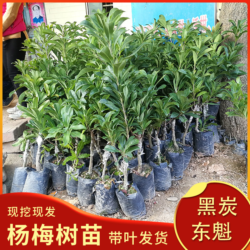 杨梅苗东魁杨梅嫁接苗仙居杨梅黑炭杨梅台梅果树苗