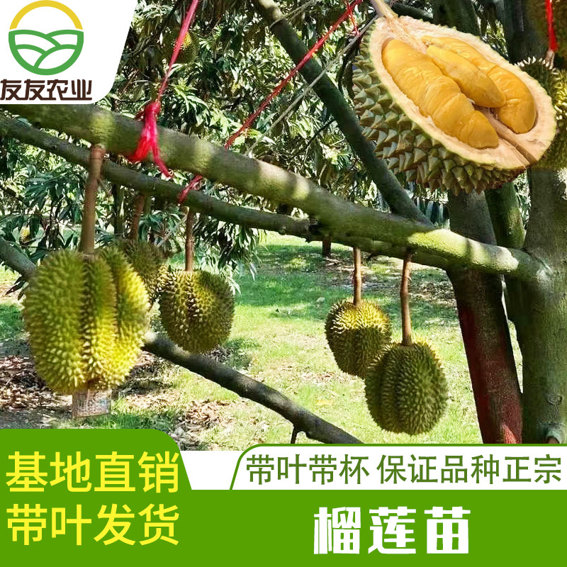 猫山王榴莲苗金枕榴莲嫁接苗黑刺