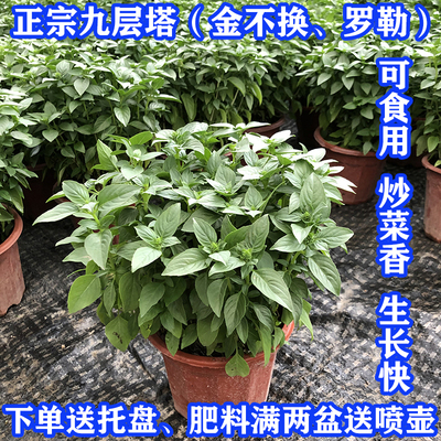 九层盆栽新鲜可食用罗勒叶