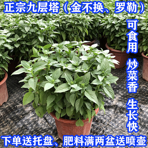 九层盆栽新鲜可食用罗勒叶