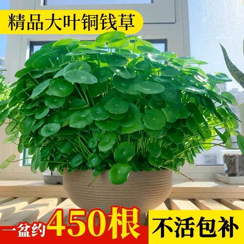 铜钱草水培水养盆栽室内室外花卉招财金钱草绿植办公桌带叶植物