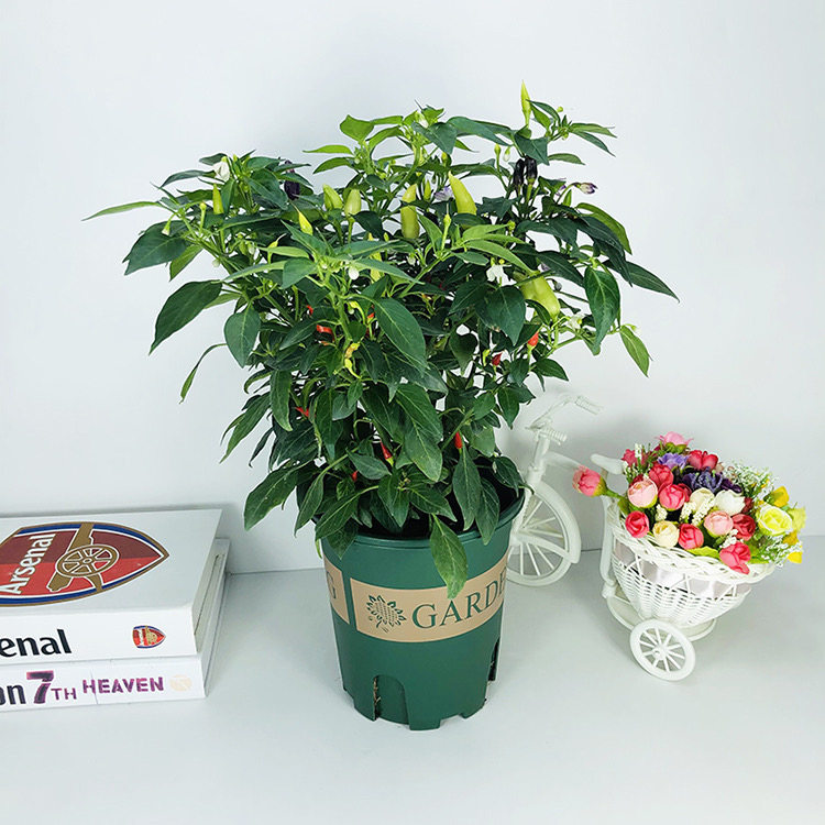 可食用阳台带果朝天椒花卉树苗