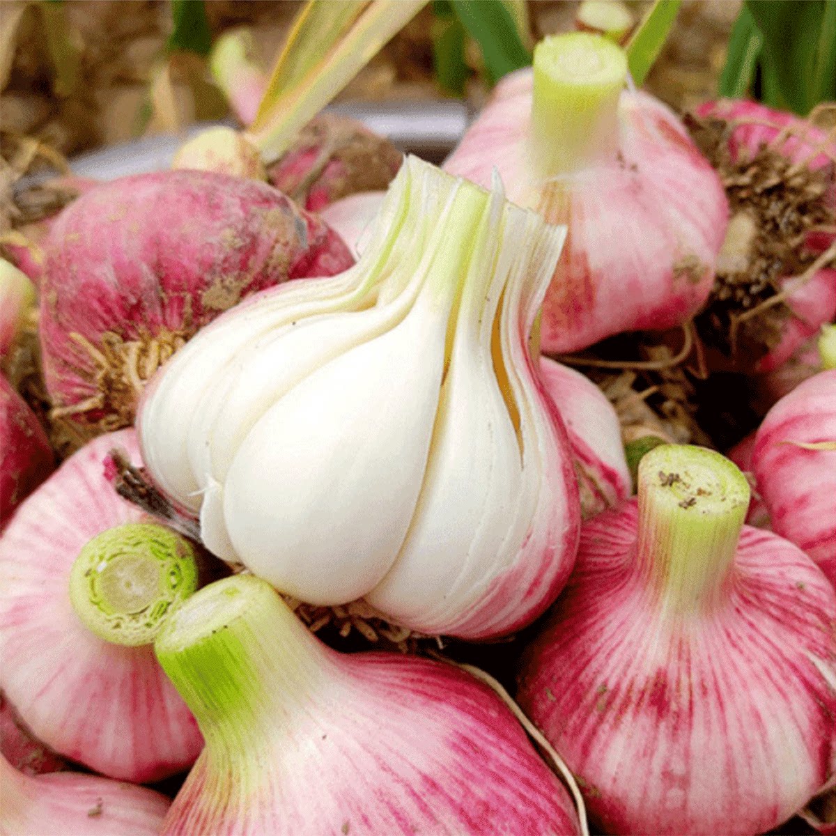 23年新鲜大蒜净9斤现挖新鲜蒜头凉拌泡糖醋蒜腌制野生农产品特级