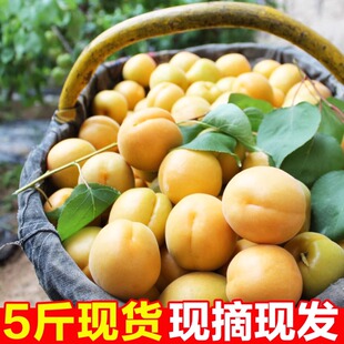 2026年新鲜黄杏子现摘现发当季水果孕妇酸甜应季现摘安徽特产黄杏