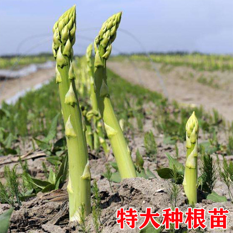 基地直发 绿色芦笋苗种根 多年生阳台楼顶院大田四季种植菜苗盆栽