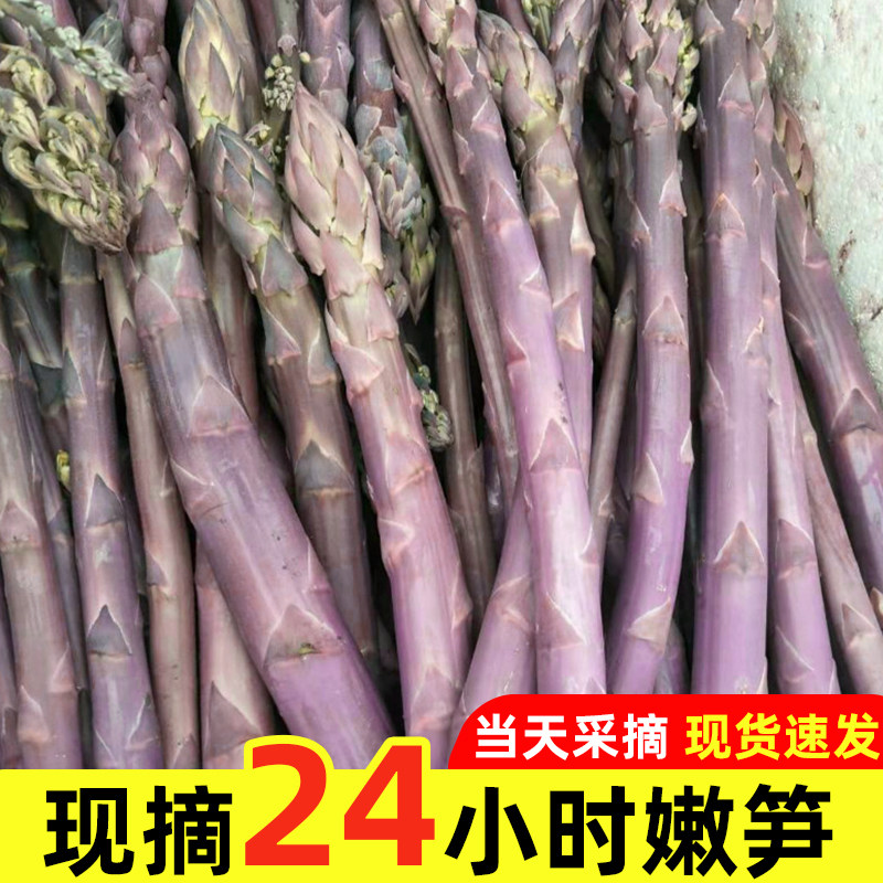紫色芦笋新鲜现挖5斤嫩笋紫芦笋产地直销嫩当季蔬菜包邮卢笋3现摘