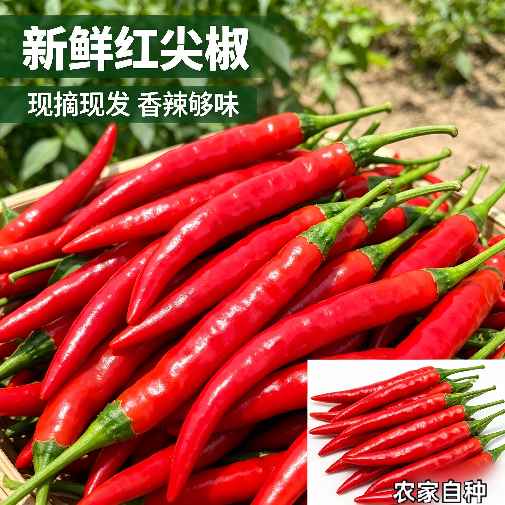 现摘艳红辣椒新鲜红尖椒农家朝天红线椒剁椒酱专用红辣椒香辣现发