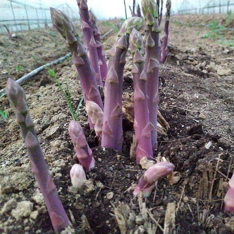 芦笋苗根紫色芦笋种苗非转基因多年生阳台盆栽蔬菜苗大田四季种植 鲜花速递/花卉仿真/绿植园艺 绿植 原图主图