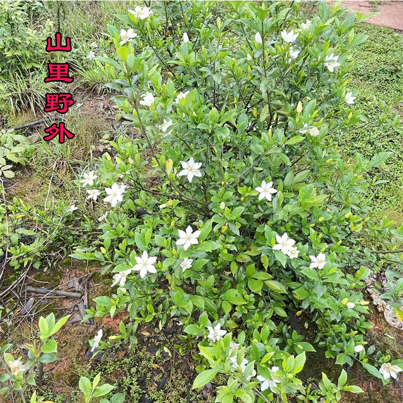 农村深山野外黄栀子树苗丛林桩中药用开白色花盆栽地栽庭院易种植