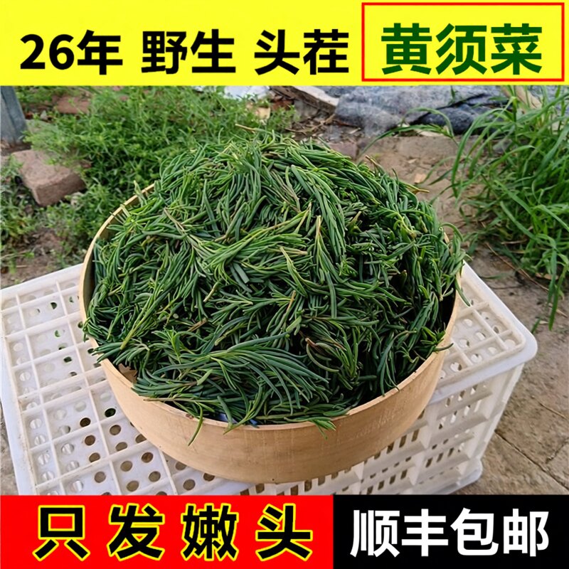 【顺丰包邮】黄须菜新鲜山东盐碱蓬菜当季野菜饺子馅黄西菜黄茎菜 - 实物图