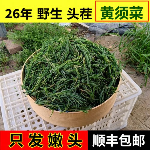 山东盐碱海蓬菜黄须菜新鲜野菜