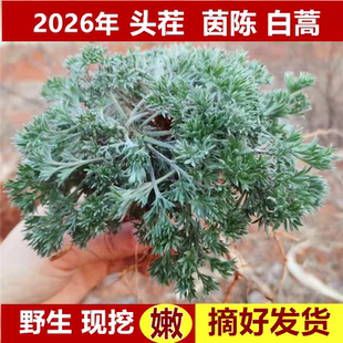 新鲜茵陈山东整颗嫩芽食用应当季 野菜蔬菜三月绵白蒿 野生现挖