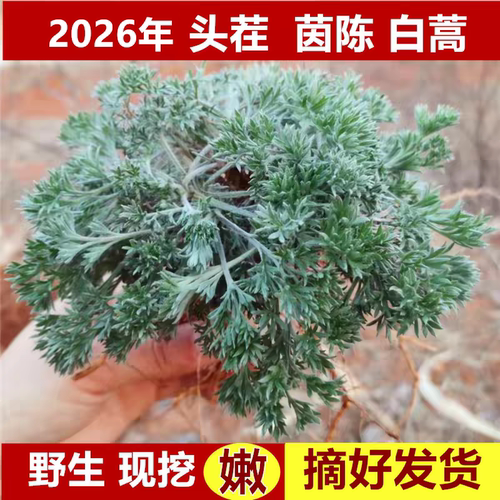 山东新鲜茵陈现挖野生白蒿